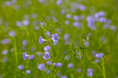 Flax teknik kültürünün tarımsal alanı aktif çiçeklenme aşamasında