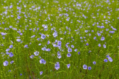 Flax teknik kültürünün tarımsal alanı aktif çiçeklenme aşamasında