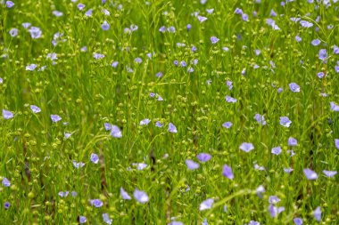 Flax teknik kültürünün tarımsal alanı aktif çiçeklenme aşamasında