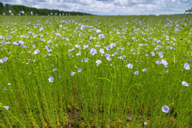 Flax teknik kültürünün tarımsal alanı aktif çiçeklenme aşamasında
