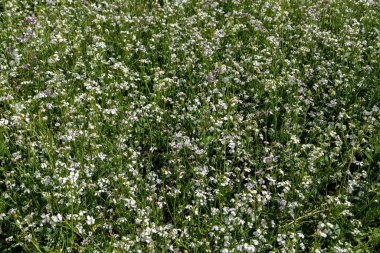 tarlada yağlı turp yetişiyor.