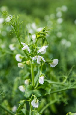 Tarlada çiçek açan sebze bezelyesi
