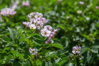 Pembe çiçekli patates tarlası
