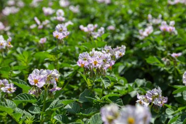Pembe çiçekli patates tarlası