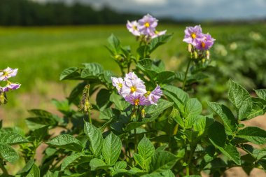 Pembe çiçekli patates tarlası