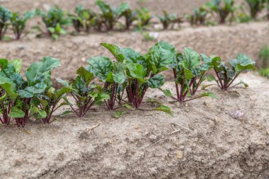 Genç filizlenen pancar, düz bir yatakta, açık zeminde yetişir.
