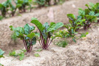 Genç filizlenen pancar, düz bir yatakta, açık zeminde yetişir.