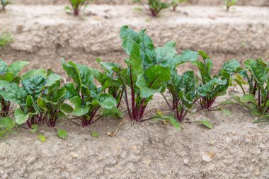 Genç filizlenen pancar, düz bir yatakta, açık zeminde yetişir.