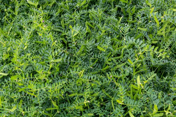 Vika Zaaien Voorjaar Erwten Zaaien Landbouw Het Veld — Stockfoto