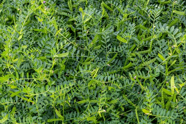 Vika Zaaien Voorjaar Erwten Zaaien Landbouw Het Veld — Stockfoto