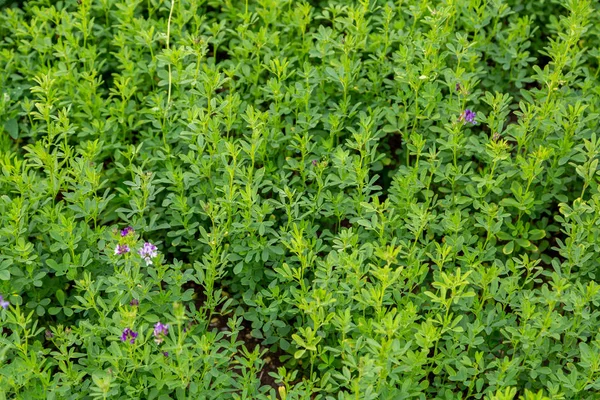 Luzerne Medicago Sativa Auch Luzerne Genannt Ist Eine Mehrjährige Blühpflanze — Stockfoto