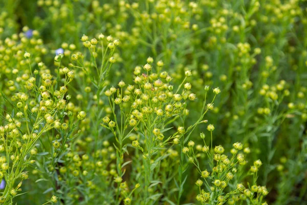 Agricultural Field Flax Technical Culture Stage Active Flowering — Stock Photo, Image