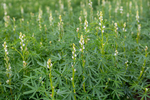 flowering plants of blue lupine on an agricultural field