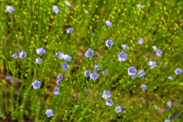 Agricultural field of flax technical culture in stage of active flowering