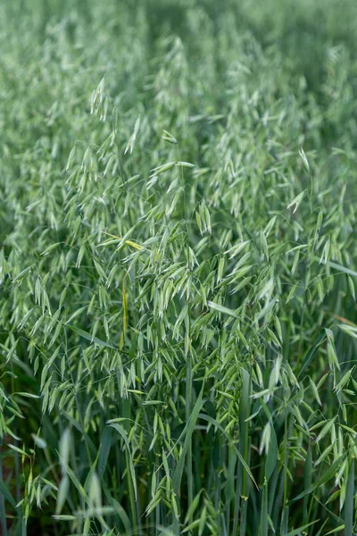 Green Ears Oats Field — Stock Photo, Image