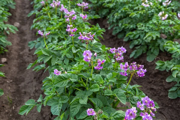 Aardappelveld Met Paarse Bloemen — Stockfoto