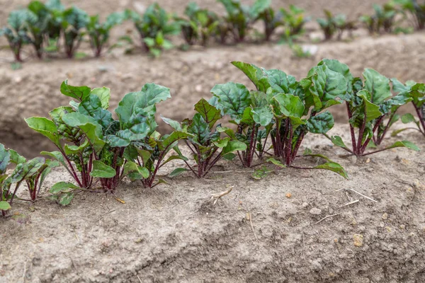 Junge Austreibende Rüben Wachsen Offenen Boden Einem Flachbeet — Stockfoto