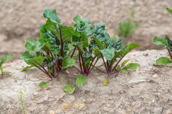 Junge Austreibende Rüben Wachsen Offenen Boden Einem Flachbeet — Stockfoto