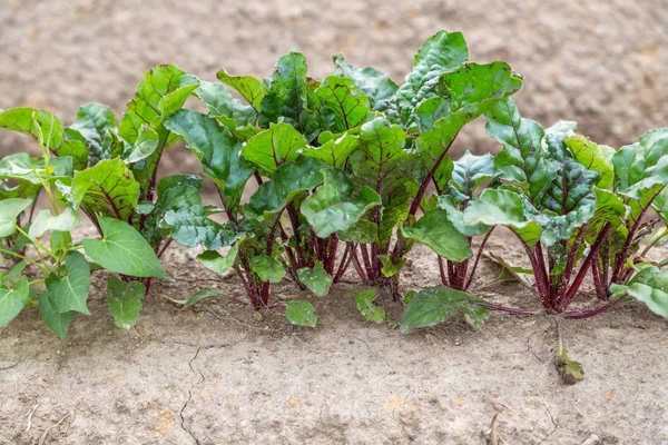 Junge Austreibende Rüben Wachsen Offenen Boden Einem Flachbeet — Stockfoto