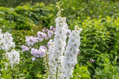Beyaz delphinium çiçek bahçesinde