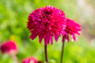 Bir Echinacea purpurea Blackberry mantar başlığının yakın çekimi
