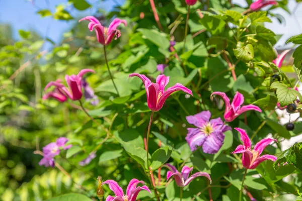 Clematis Princess Diana Princess Wales Garden — Stock Photo, Image