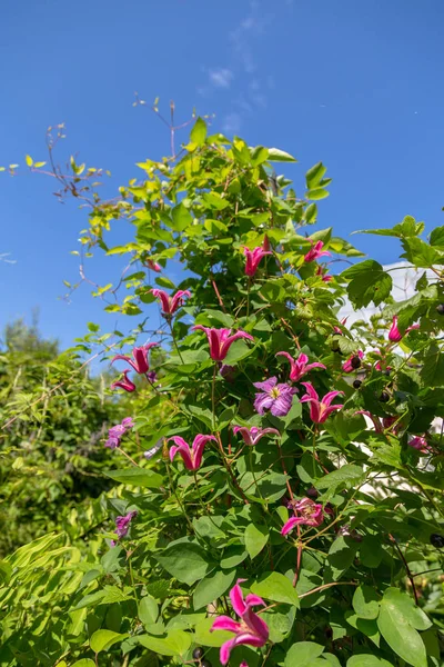 Clematis Princess Diana Princess Wales Garden — Stock Photo, Image