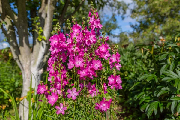 Blooming Cultivar Dwarf Checkerbloom Sidalcea Malviflora Party Girl Summer Garden — Stock Photo, Image