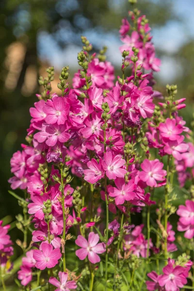 Floração Cultivar Anão Checkerbloom Sidalcea Malviflora Party Girl Jardim Verão — Fotografia de Stock