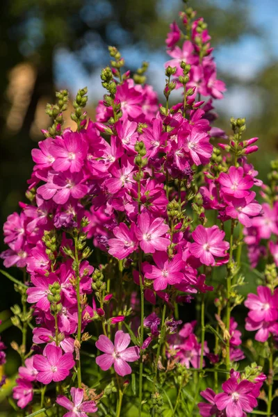 Blühende Sorte Zwerg Schachblume Sidalcea Malviflora Partygirl Sommergarten — Stockfoto