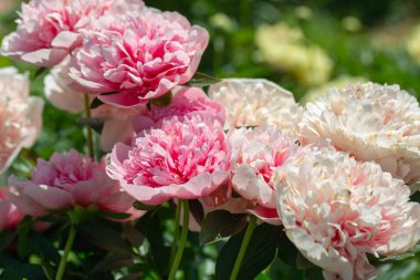 Paeonia Bahçede Etlenmiş Somon 