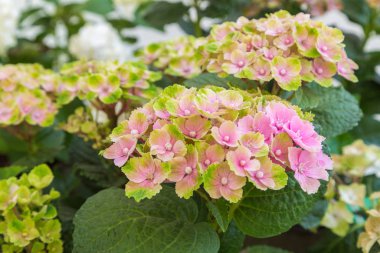 Hydrangea makrophylla Sihirli Ametist / Hokomathyst