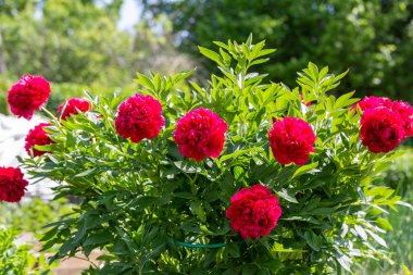 Paeonia Bahçede Eski Sadık
