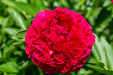 Paeonia Bahçede Eski Sadık