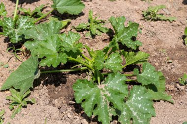 Bahçede kabak filizleri