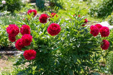 Paeonia Bahçede Eski Sadık