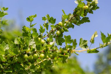 Bektaşi üzümü Bush güneş ışığı ile dal taze Bektaşi