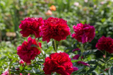 Paeonia Bahçede Eski Sadık