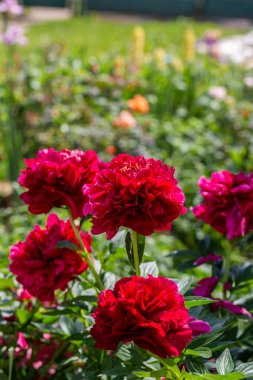 Paeonia Bahçede Eski Sadık