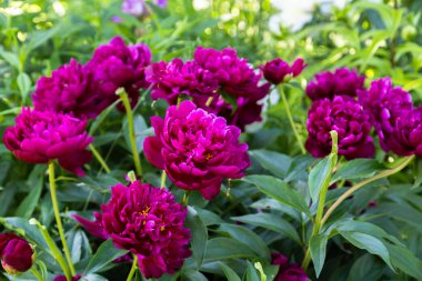 Paeonia Lactiflora Grp Peter Brand