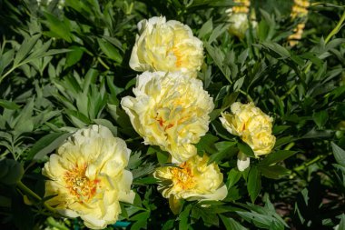 Sarı Peony Melezi 