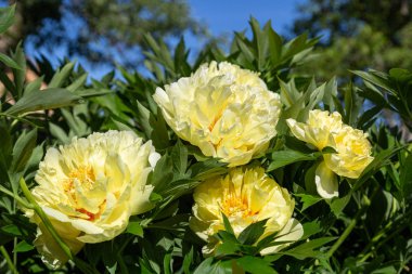Sarı Peony Melezi 