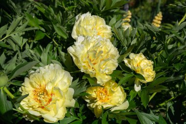 Sarı Peony Melezi 