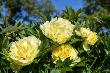 Sarı Peony Melezi 