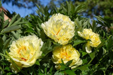 Sarı Peony Melezi 