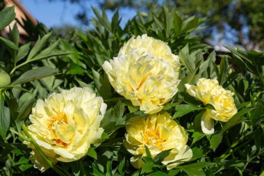 Sarı Peony Melezi 