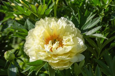 Sarı Peony Melezi 