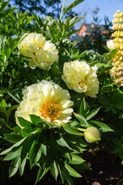 Sarı Peony Melezi 