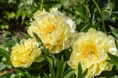 Sarı Peony Melezi 