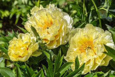 Sarı Peony Melezi 
